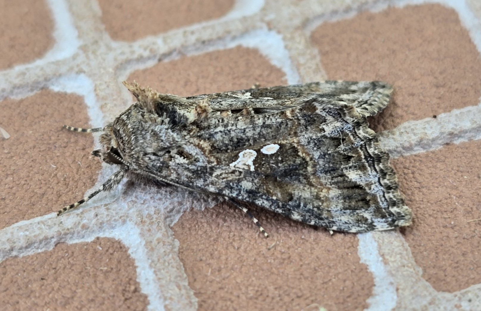 Photo of Ni Moth (Trichoplusia ni)